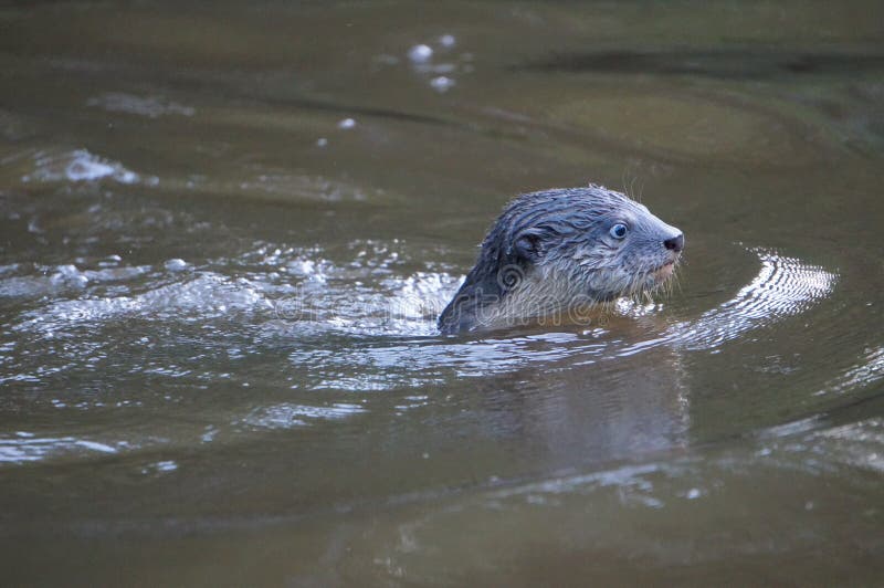 Otter swims