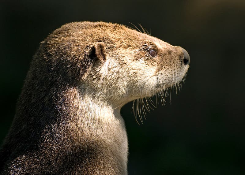 Otter taking some sun