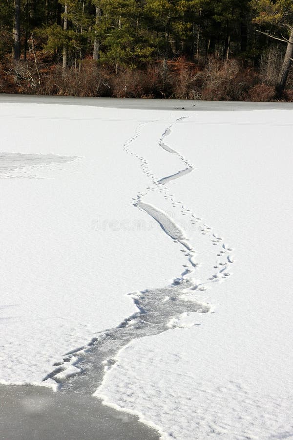 Otter tracks in mud stock image. Image of coyote, dirty - 42673881
