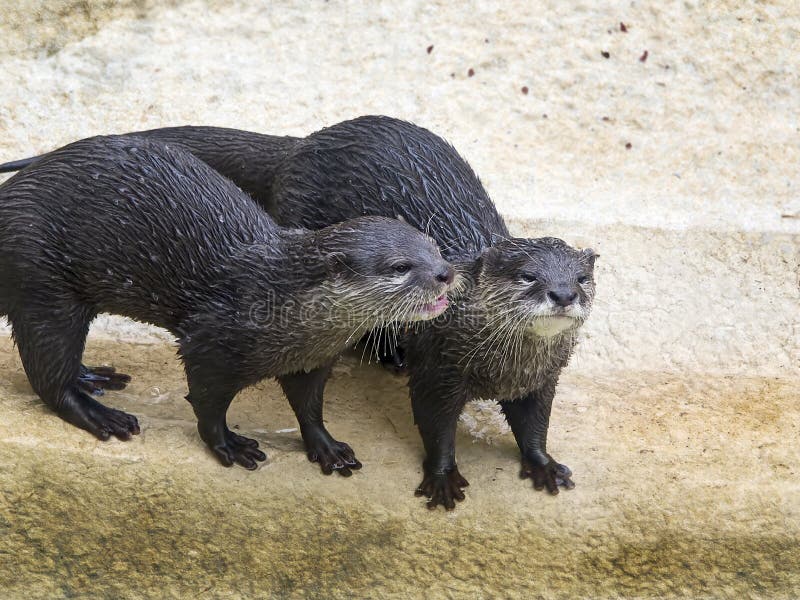 Otters at Water's Edge
