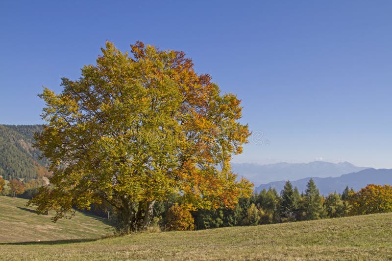 Ottobre dorato nelle montagne di Monte Bondone immagini stock libere da diritti Ottobre dorato nelle montagne di Monte Bondone immagini stock libere da diritti