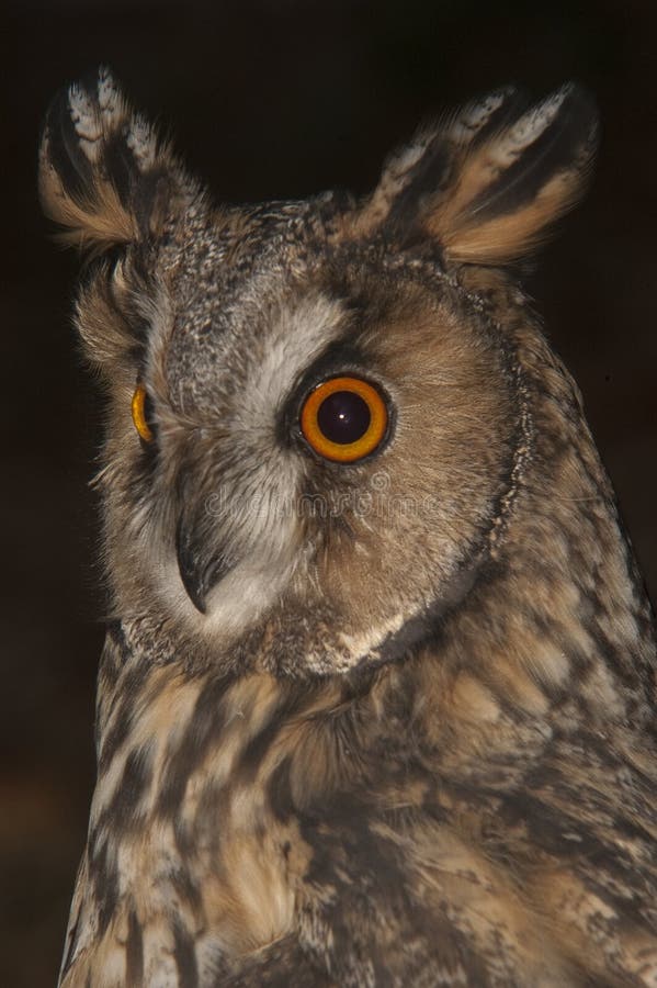 Otus d'Asio de duc, portrait photographie stock libre de droits Otus d'Asio de duc, portrait photographie stock libre de droits