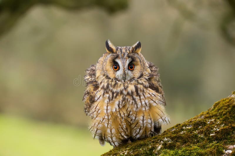 Otus espigado largo Reino Unido de Owl Asio imagen de archivo libre de regalías Otus espigado largo Reino Unido de Owl Asio imagen de archivo libre de regalías