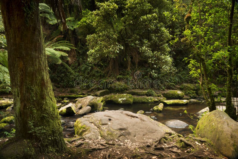 Otways National Park royalty free stock photo Otways National Park royalty free stock photo