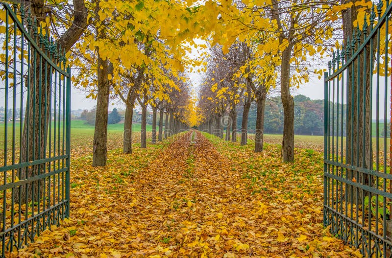 Otwiera bramę z ulistnieniem w Włochy w jesień czasie, trees/gate/drodze, empty/jesieni/ obrazy stock Otwiera bramę z ulistnieniem w Włochy w jesień czasie, trees/gate/drodze, empty/jesieni/ obrazy stock