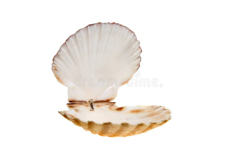 otwiera przegrzebek skorupę obrazy stock otwiera przegrzebek skorupę obrazy stock