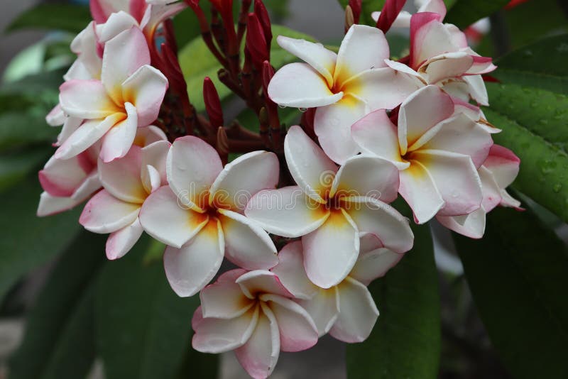 Ou frangipani plumeria avec le rose blanche et orange tropicaux avec des gouttes de pluie sur le gros plan de pétales