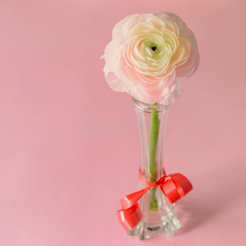 Ou Ranunculus Renoncule Bien Frais De Fleur De Printemps Dans Le Vase En  Verre Avec Un Ruban Rouge Sur Le Gros Plan Rose Du Fond D Image stock -  Image du rose,