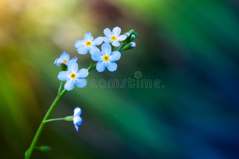 Oubliez-moi pas des fleurs au-dessus de fond brouillé image libre de droits Oubliez-moi pas des fleurs au-dessus de fond brouillé image libre de droits