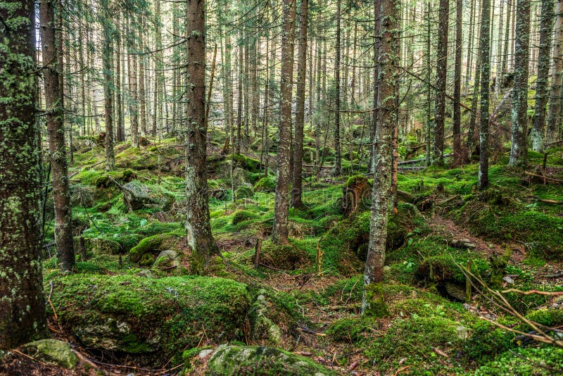 Oud bos in de berg - stenen, mos en pijnboombomen, het Nationale Park van Tatry, Zakopane, Polen royalty-vrije stock afbeelding Oud bos in de berg - stenen, mos en pijnboombomen, het Nationale Park van Tatry, Zakopane, Polen royalty-vrije stock afbeelding