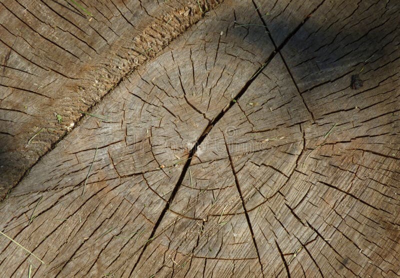 Oud gezaagd hout met boomringen stock afbeelding Oud gezaagd hout met boomringen stock afbeelding