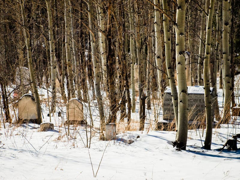 Georgetown, Colorado-January 17, 2012: Alvarado cemetery from 1800s near Georgetown, Colorado. Georgetown, Colorado-January 17, 2012: Alvarado cemetery from 1800s near Georgetown, Colorado.