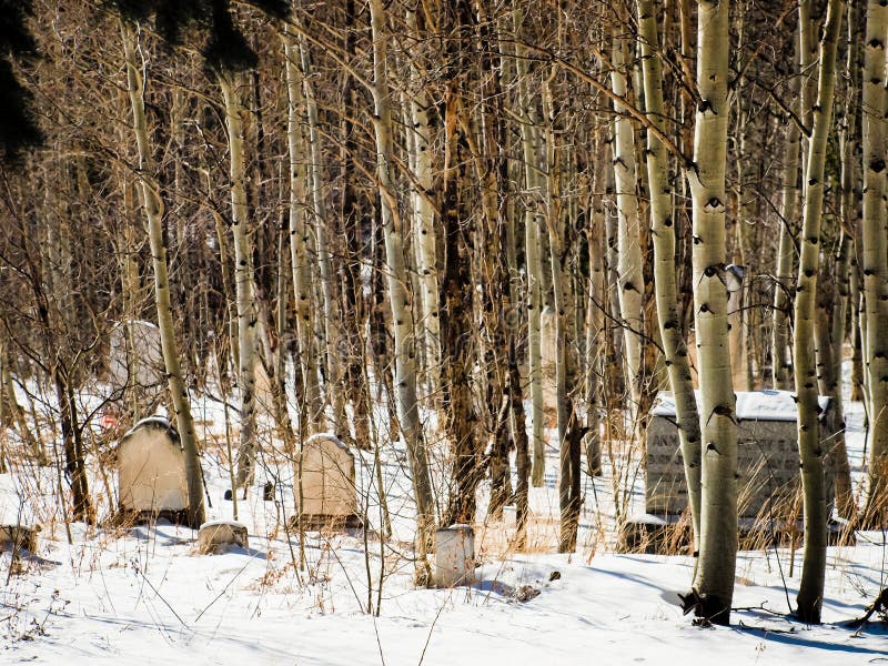 Georgetown, Colorado-January 17, 2012: Alvarado cemetery from 1800s near Georgetown, Colorado. Georgetown, Colorado-January 17, 2012: Alvarado cemetery from 1800s near Georgetown, Colorado.