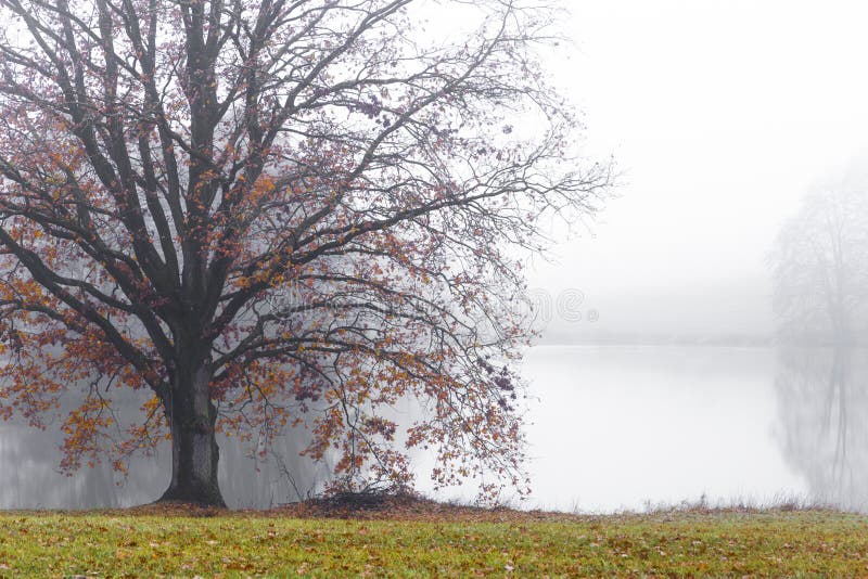 Oude eik over de waterspiegel van een stil meer in de mist royalty-vrije stock foto's Oude eik over de waterspiegel van een stil meer in de mist royalty-vrije stock foto's
