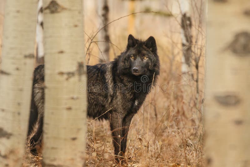 Oude grote zwarte die wolf achter bomen, Canada, het wilde dierlijk kijken wordt verborgen, moederaard, fauna royalty-vrije stock foto Oude grote zwarte die wolf achter bomen, Canada, het wilde dierlijk kijken wordt verborgen, moederaard, fauna royalty-vrije stock foto
