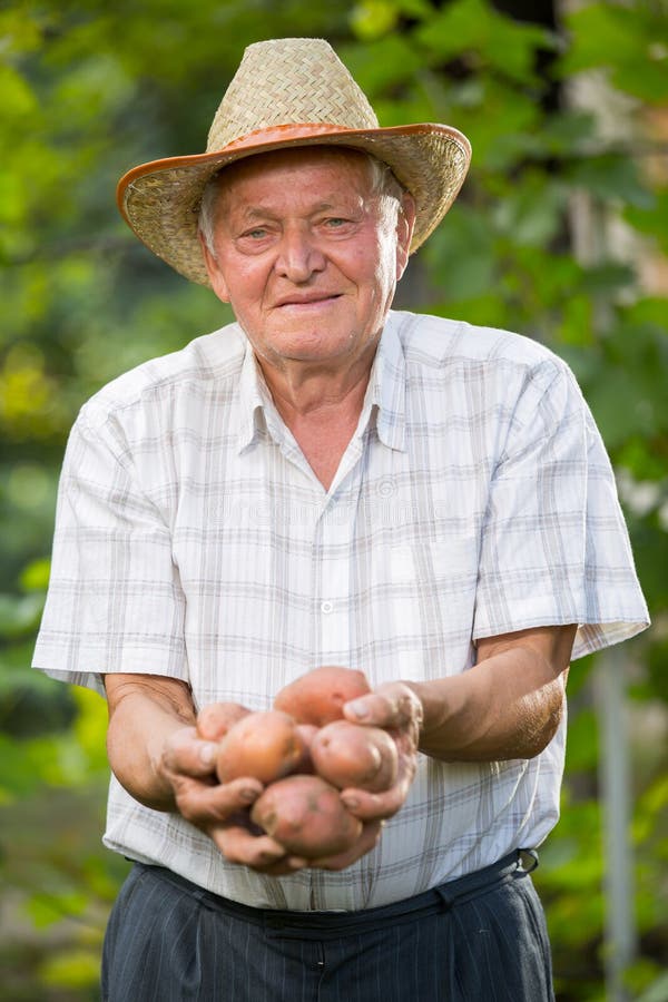 Oude mensenhand met verse geoogste aardappels op groene achtergrond royalty-vrije stock foto Oude mensenhand met verse geoogste aardappels op groene achtergrond royalty-vrije stock foto