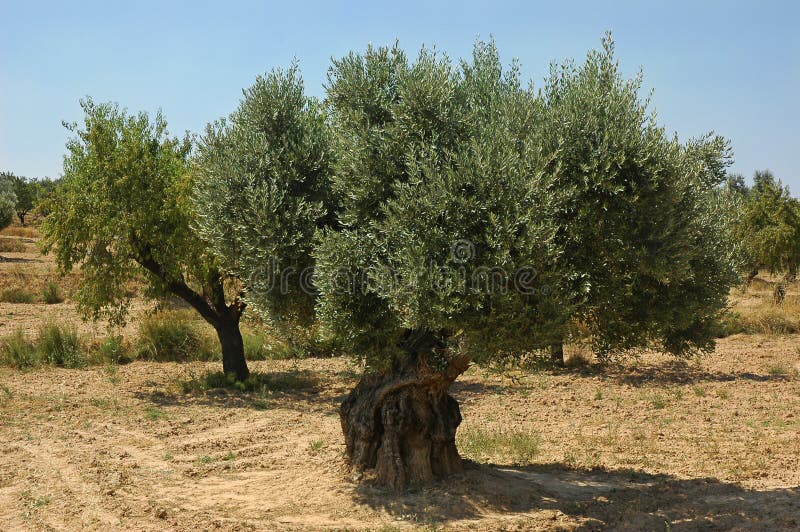 Oude olijfboom op een landbouwbedrijf in Spanje royalty-vrije stock fotografie Oude olijfboom op een landbouwbedrijf in Spanje royalty-vrije stock fotografie