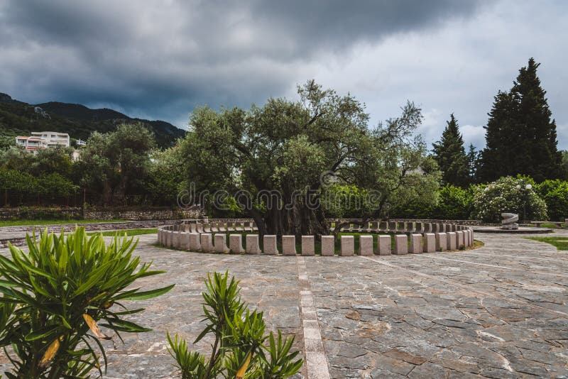 Oude Olive Tree in Oude Bar, Montenegro royalty-vrije stock afbeelding Oude Olive Tree in Oude Bar, Montenegro royalty-vrije stock afbeelding