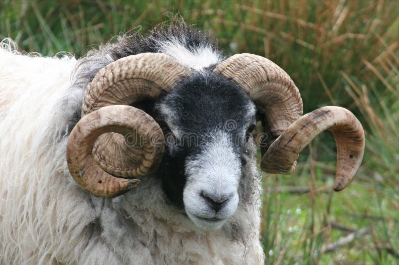 Oude Ram stock afbeeldingen Oude Ram stock afbeeldingen