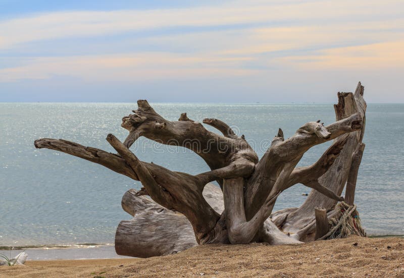 Interesting old stumps on the beaches of Thailand. Interesting old stumps on the beaches of Thailand.