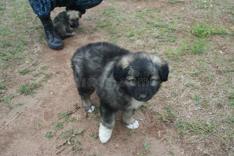 Oudere broer van jongere hond royalty-vrije stock foto Oudere broer van jongere hond royalty-vrije stock foto
