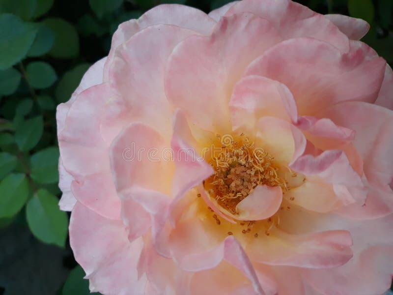 Our Lady of Guadalupe Rose stock image. Image of bloom 149170235