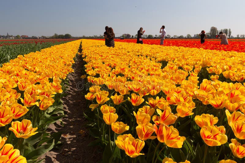 Ourist détruisant les champs de tulipe dans la région d'ampoule de Bollenstreek images libres de droits Ourist détruisant les champs de tulipe dans la région d'ampoule de Bollenstreek images libres de droits