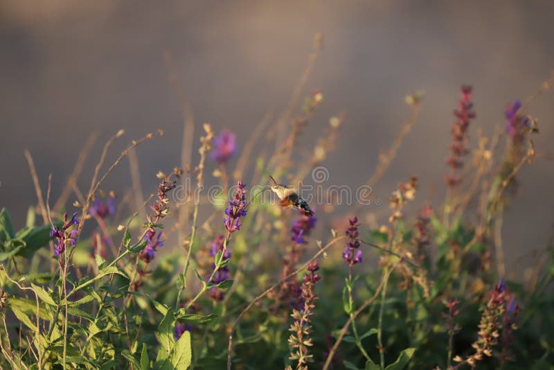 Ouro e traça preta que alimentam em fllowers imagens de stock royalty free Ouro e traça preta que alimentam em fllowers imagens de stock royalty free