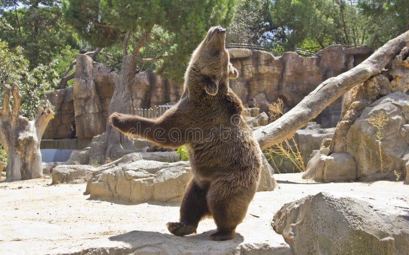 Ours énorme très expressif image stock. Image du stationnement