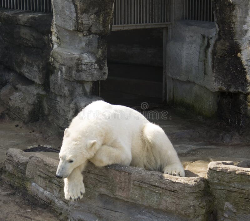 Ours blanc image libre de droits Ours blanc image libre de droits