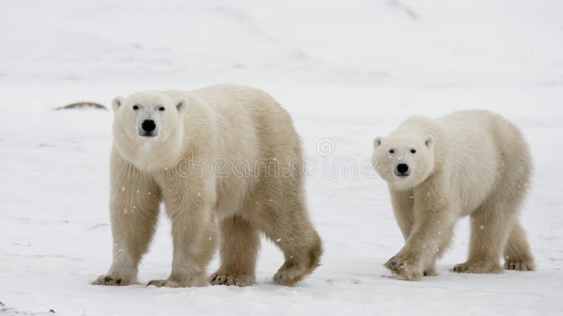 Ours blanc avec petits animaux dans la toundra canada photo libre de droits Ours blanc avec petits animaux dans la toundra canada photo libre de droits