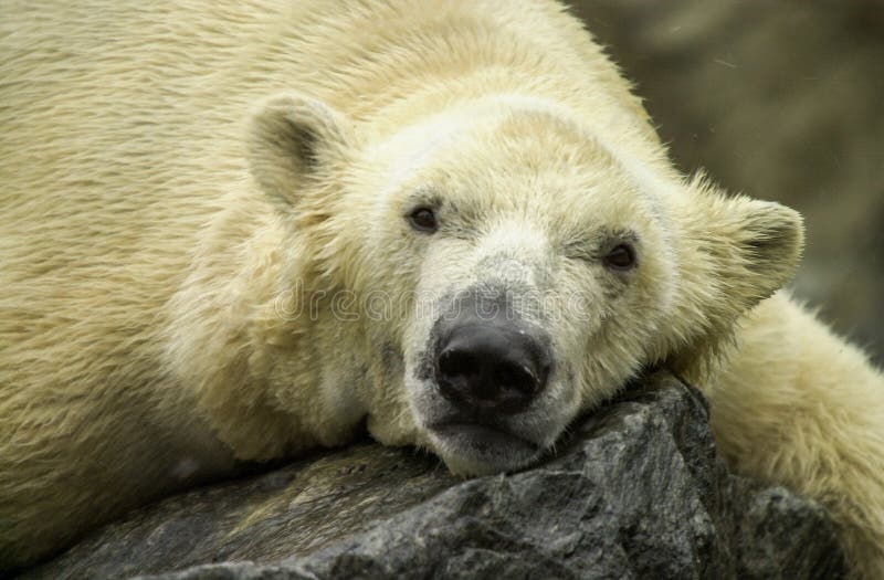 Ours blanc chez Roger Williams Zoo photographie stock Ours blanc chez Roger Williams Zoo photographie stock