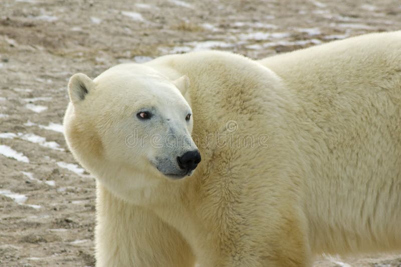 Ours blanc dans l'Arctique images libres de droits Ours blanc dans l'Arctique images libres de droits