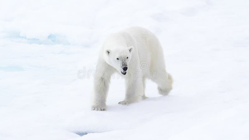Ours blanc marchant dans un Arctique