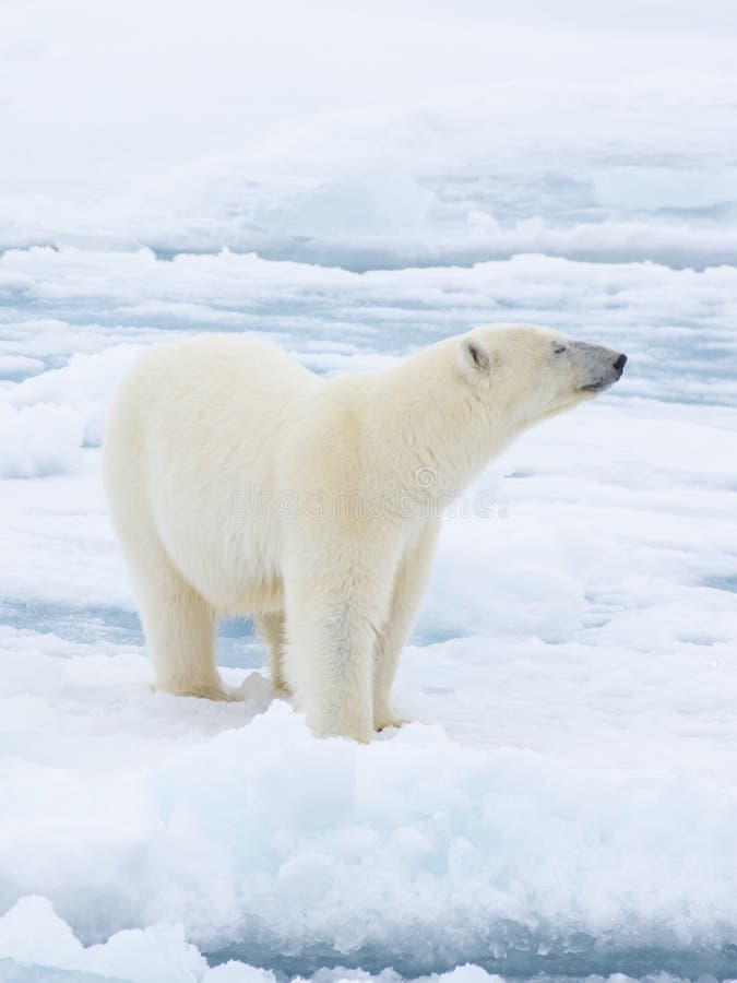 Ours blanc marchant dans un Arctique photographie stock Ours blanc marchant dans un Arctique photographie stock