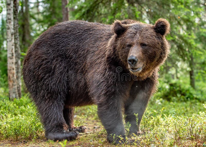 L'ours Brun Mâle Adulte Respire Avec De La Vapeur. Portrait En Gros Plan D' ours Brun Dans La Forêt D'été. Fond Naturel De La Forêt Verte. Habitat  Naturel. Nom Scientifique : Ursus Arctos.