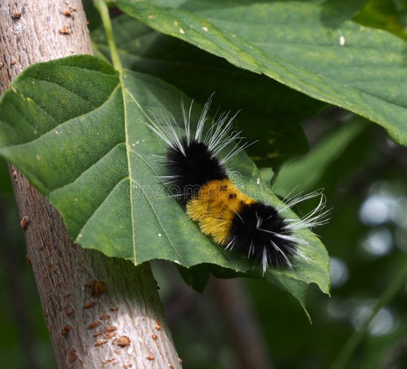 Ours Caterpillar laineux photographie stock libre de droits Ours Caterpillar laineux photographie stock libre de droits