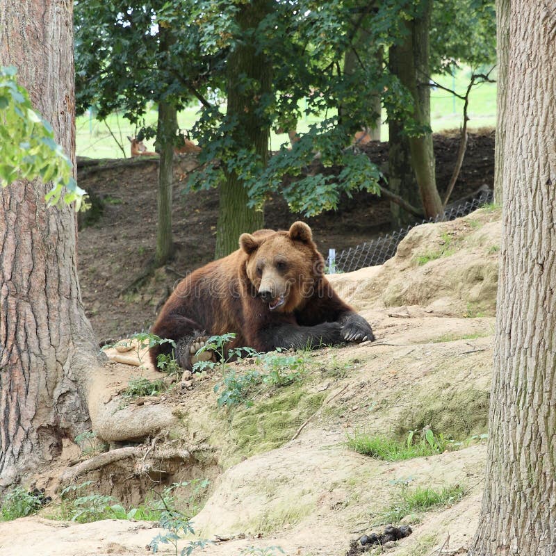 Download Ours de Brown photo stock. Image du tchèque, arbre, ours - 76088332