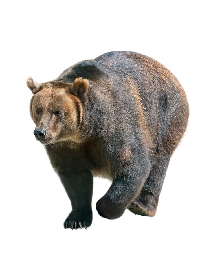 Ours de Brown d'isolement sur le blanc, Sibérie - Russie