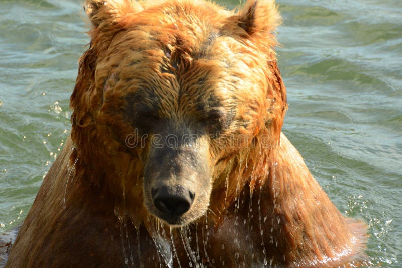 Ours de Brown dans le lac kamchatka photos stock Ours de Brown dans le lac kamchatka photos stock