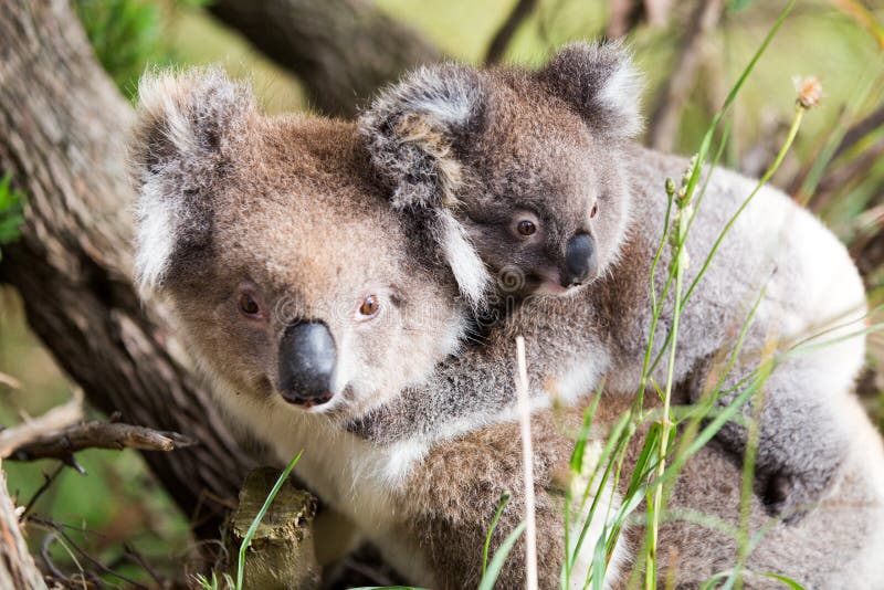 242 Amour De Koala Photos Libres De Droits Et Gratuites De Dreamstime 242 Amour De Koala Photos Libres De Droits Et Gratuites De Dreamstime