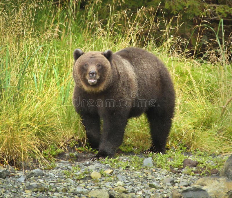 Ours gris photos stock Ours gris photos stock