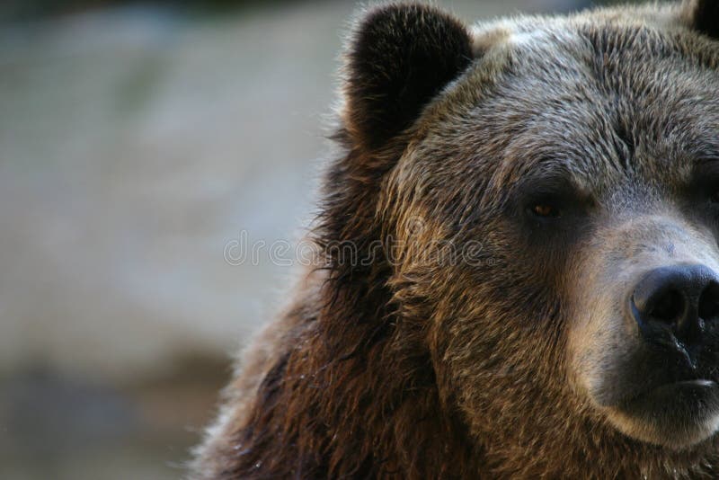 Ours gris image libre de droits