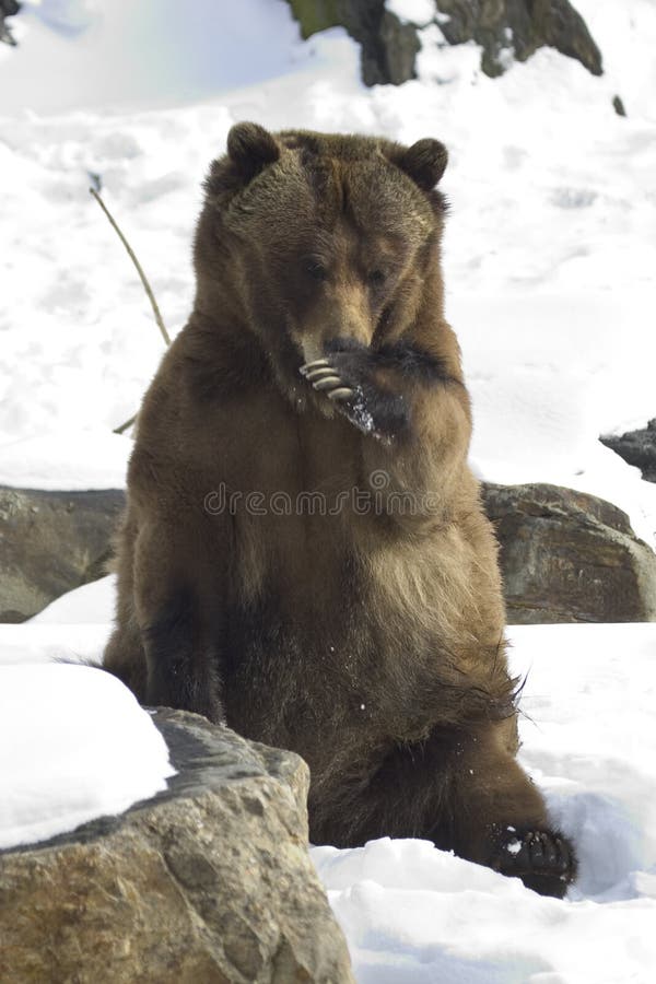 Ours gris images stock