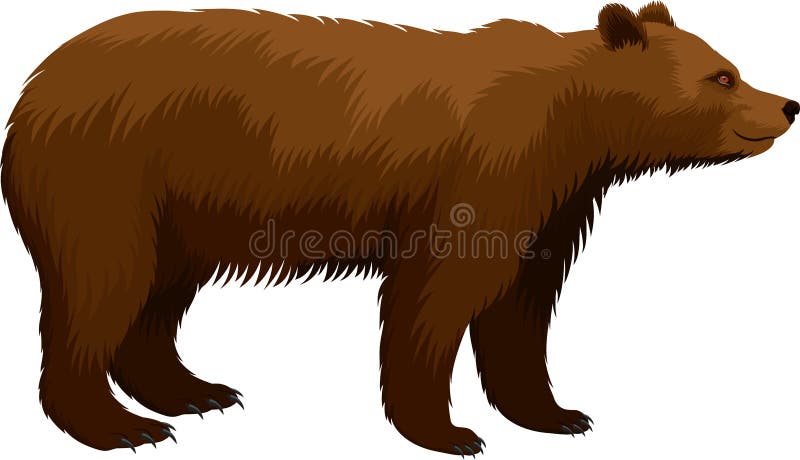 Ours gris brun de vecteur d'isolement sur le blanc illustration libre de droits Ours gris brun de vecteur d'isolement sur le blanc illustration libre de droits