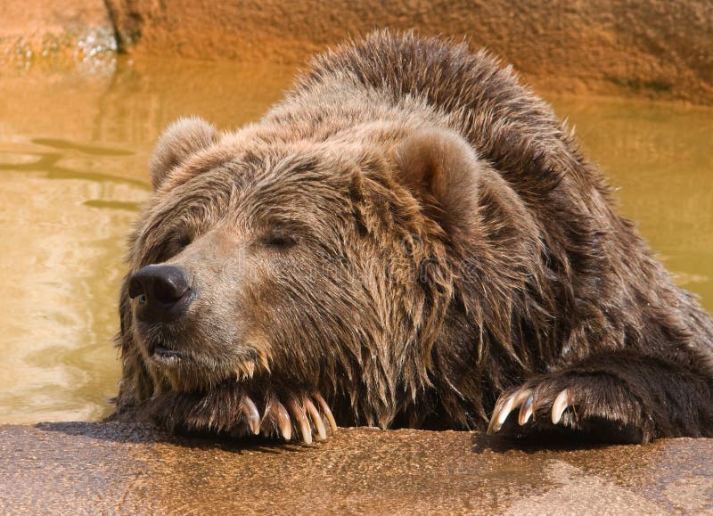 Ours gris seul image libre de droits Ours gris seul image libre de droits