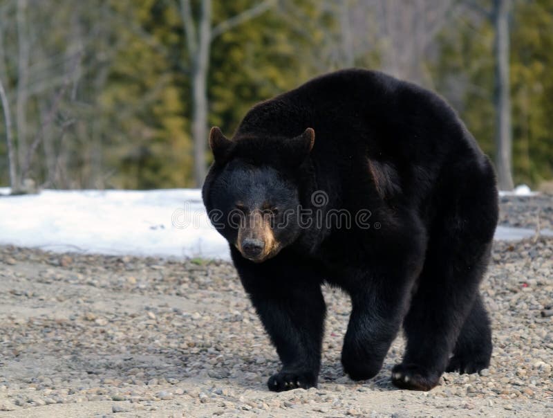 Ours noir photos libres de droits Ours noir photos libres de droits
