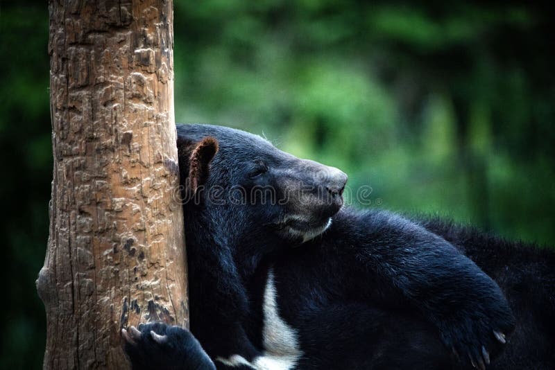 Ours noir asiatique de l'Himalaya menteur dans le zoo de forêt de Dalian photographie stock Ours noir asiatique de l'Himalaya menteur dans le zoo de forêt de Dalian photographie stock
