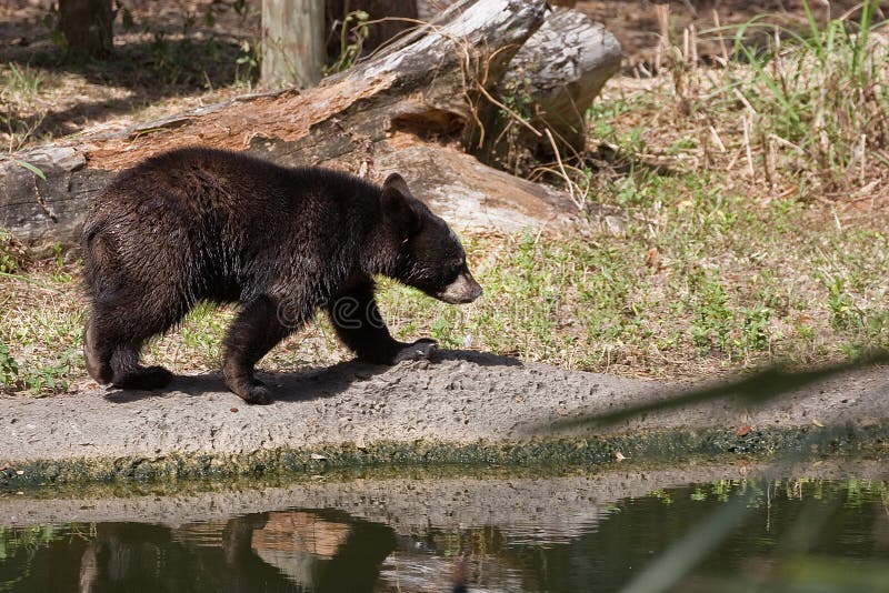 Young, juvenile Florida black bear. Young, juvenile Florida black bear