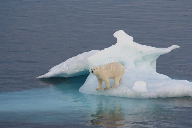 ours polaire ours polaire